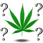 Marijuana Questions